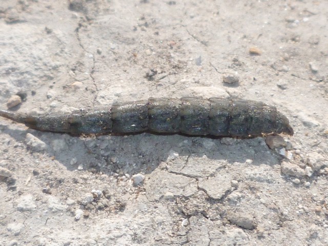 Identification insecte rampant Larve_d_eristale